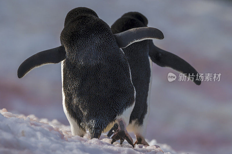 南极洲的阿德利企鹅(Pygoscelis adelae)。